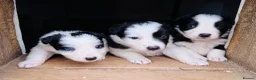 Border Collie dogs for sale: Gorgeous Border collie pups. KC registered.  - Advert 18