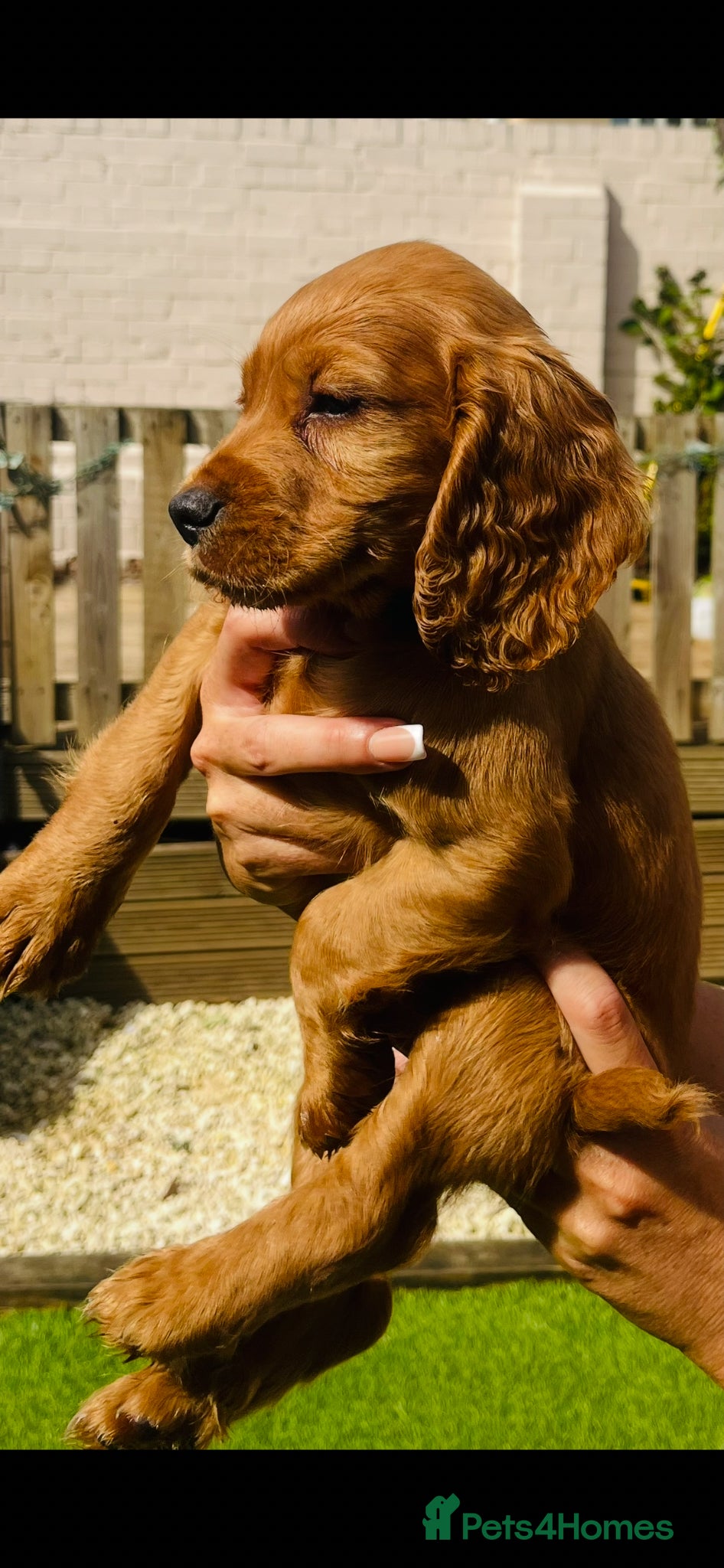 Cocker Spaniel dogs ‼️ready to go KC registered/working cocker spaniel - Advert 2