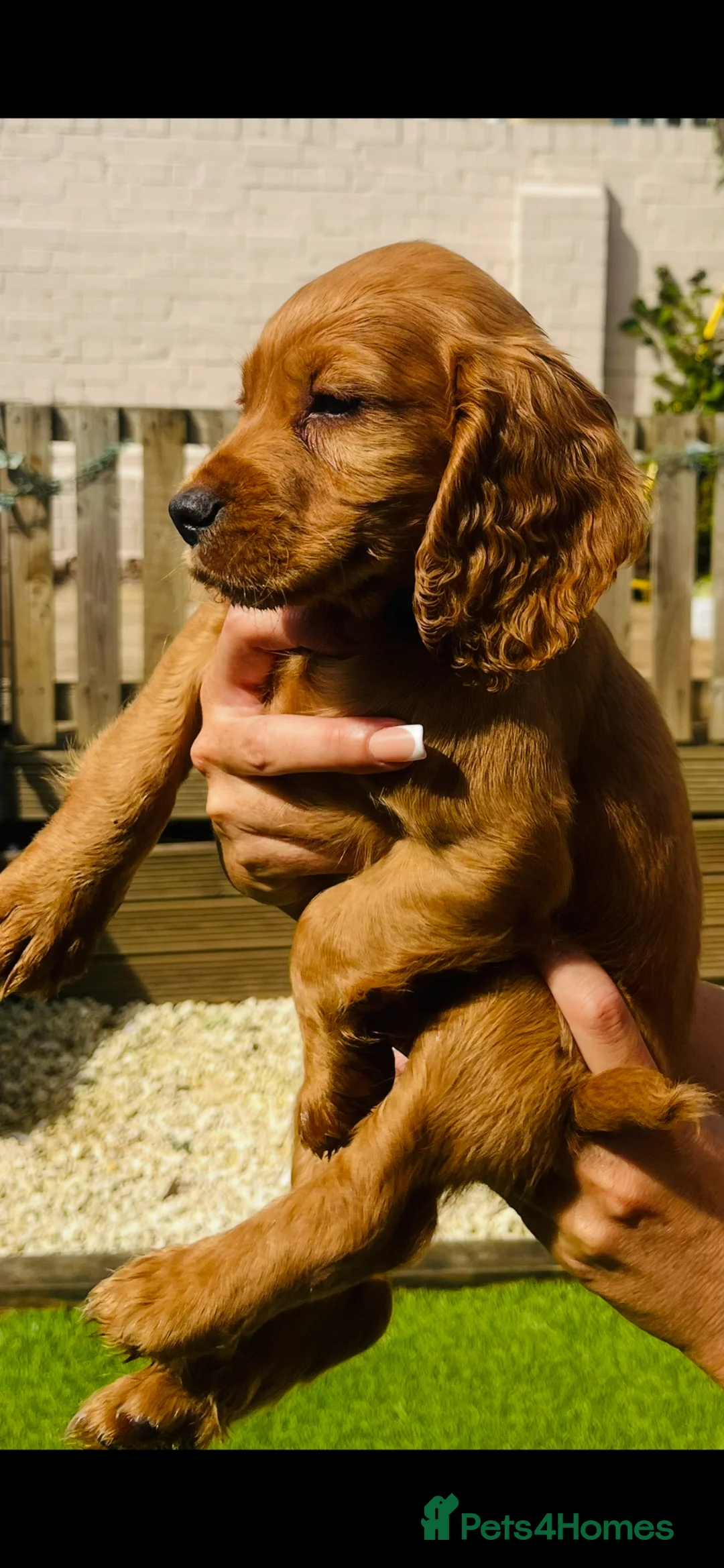 Cocker Spaniel dogs for sale: ‼️ready to go KC registered/working cocker spaniel - Advert 1