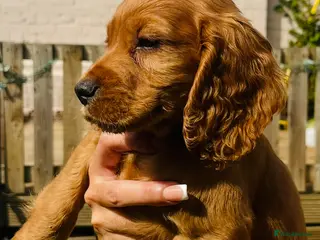 Cocker Spaniel dogs ‼️ready to go KC registered/working cocker spaniel - Advert 1
