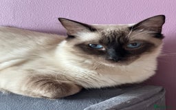 Ragdoll cats for sale: 14 week old ragdoll kittens - Image 2