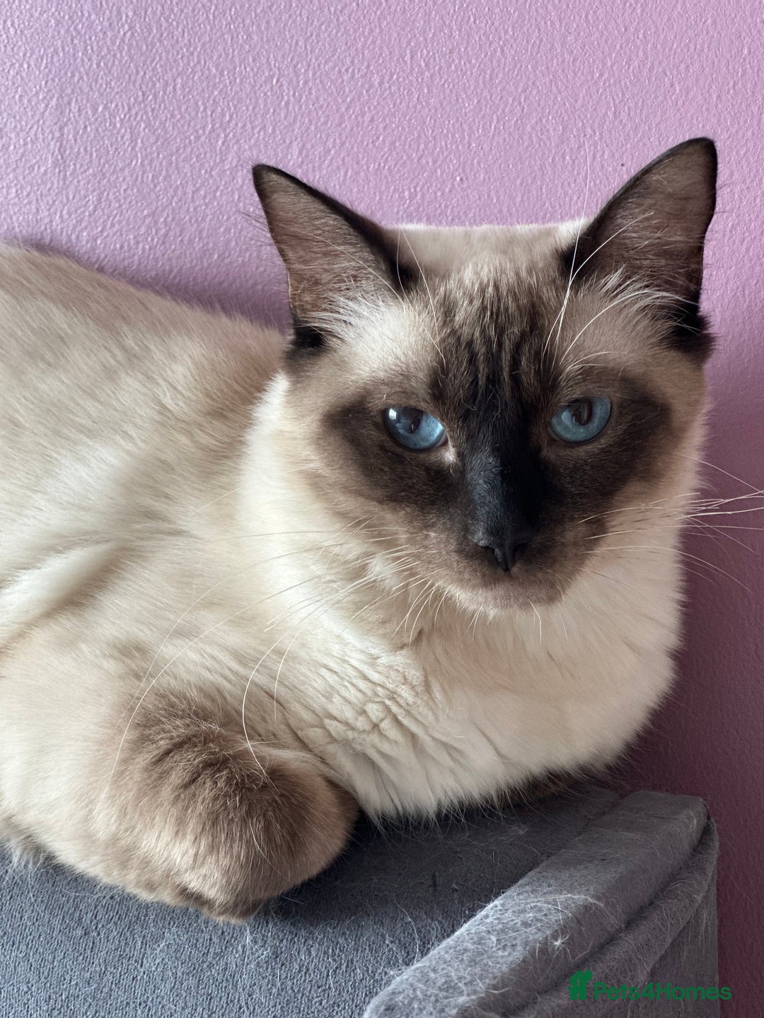 Ragdoll cats for sale: 14 week old ragdoll kittens - Image 2