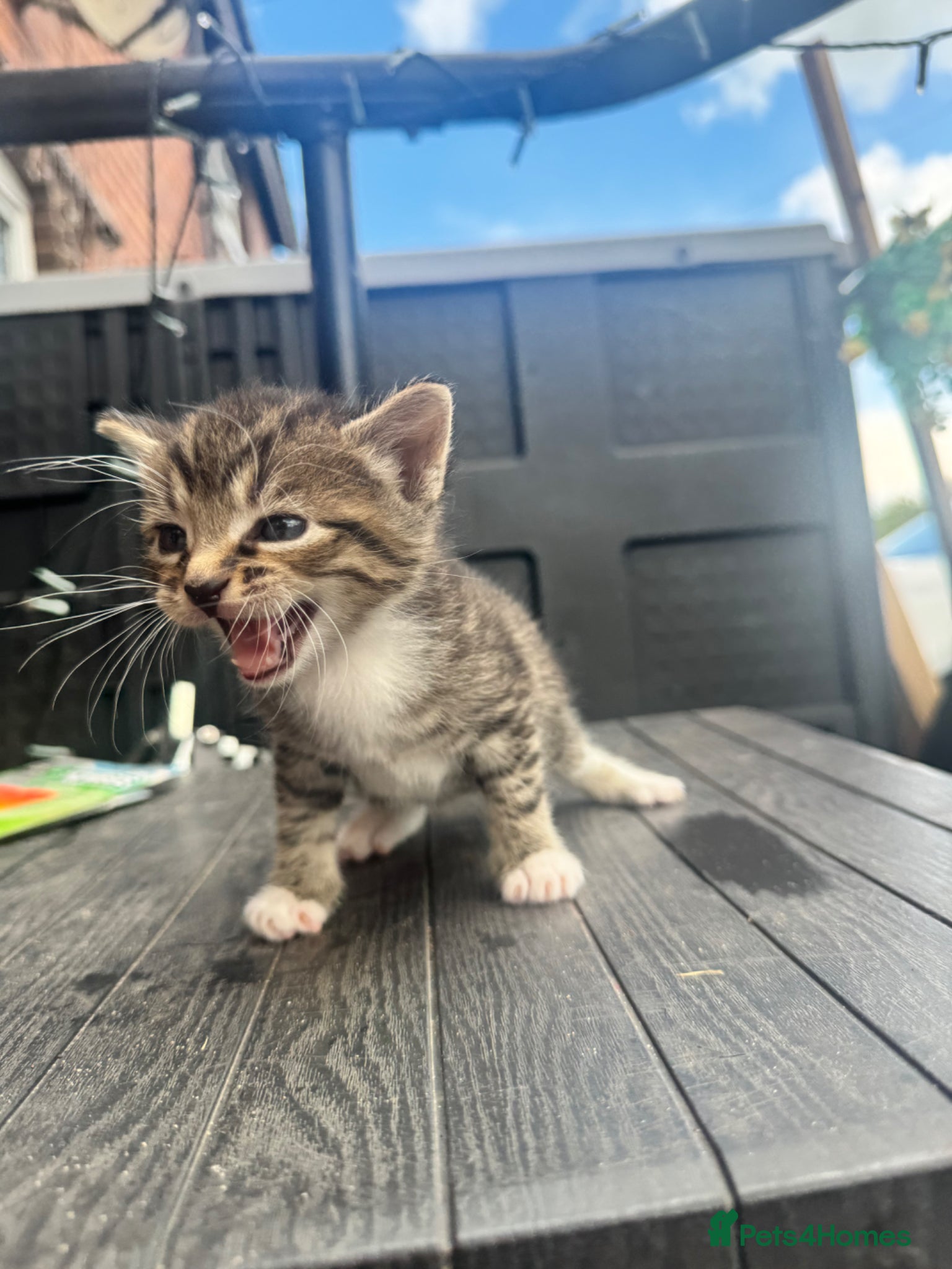 Mixed Breed cats Gorgeous litter of kittens  - Advert 4