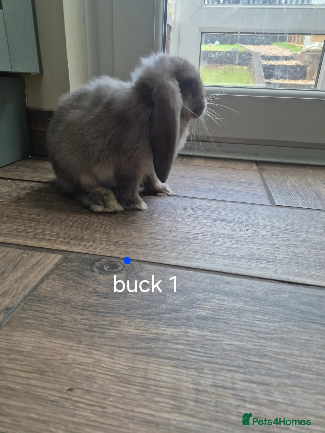 French Lop rabbits for sale: 1 beautiful baby buck French lops left  - Advert 2