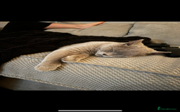 British Shorthair cats for sale: British shorthair (lilac) - Image 2