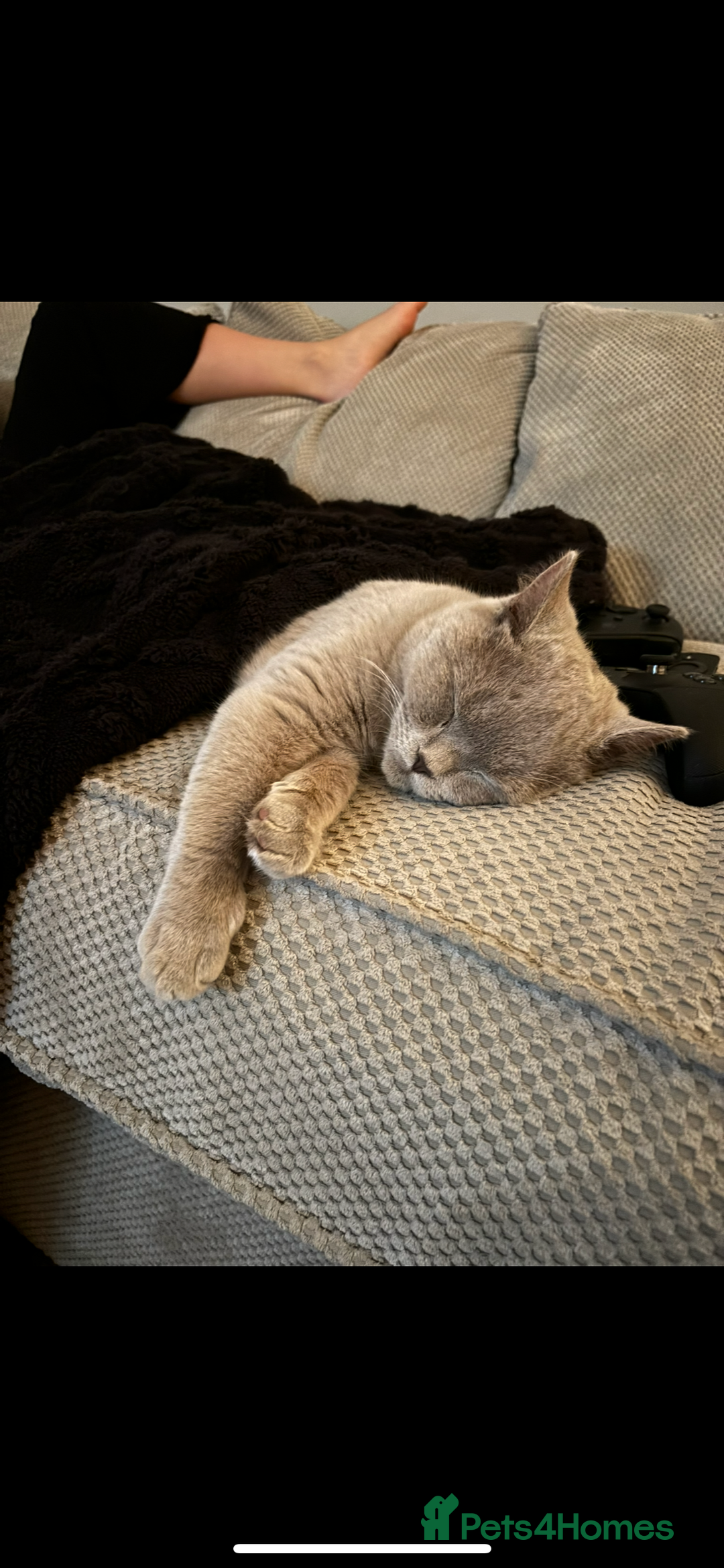 British Shorthair cats for sale: British shorthair (lilac) - Image 2