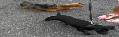 Miniature Dachshund 2