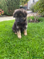 German Shepherd dogs - Advert 2