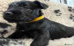 Miniature Schnauzer dogs for sale: Miniature schnauzers pups - Image 18