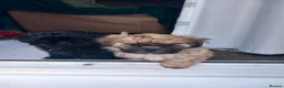 Malshi dogs for sale: Miss  in Croydon - Advert 2