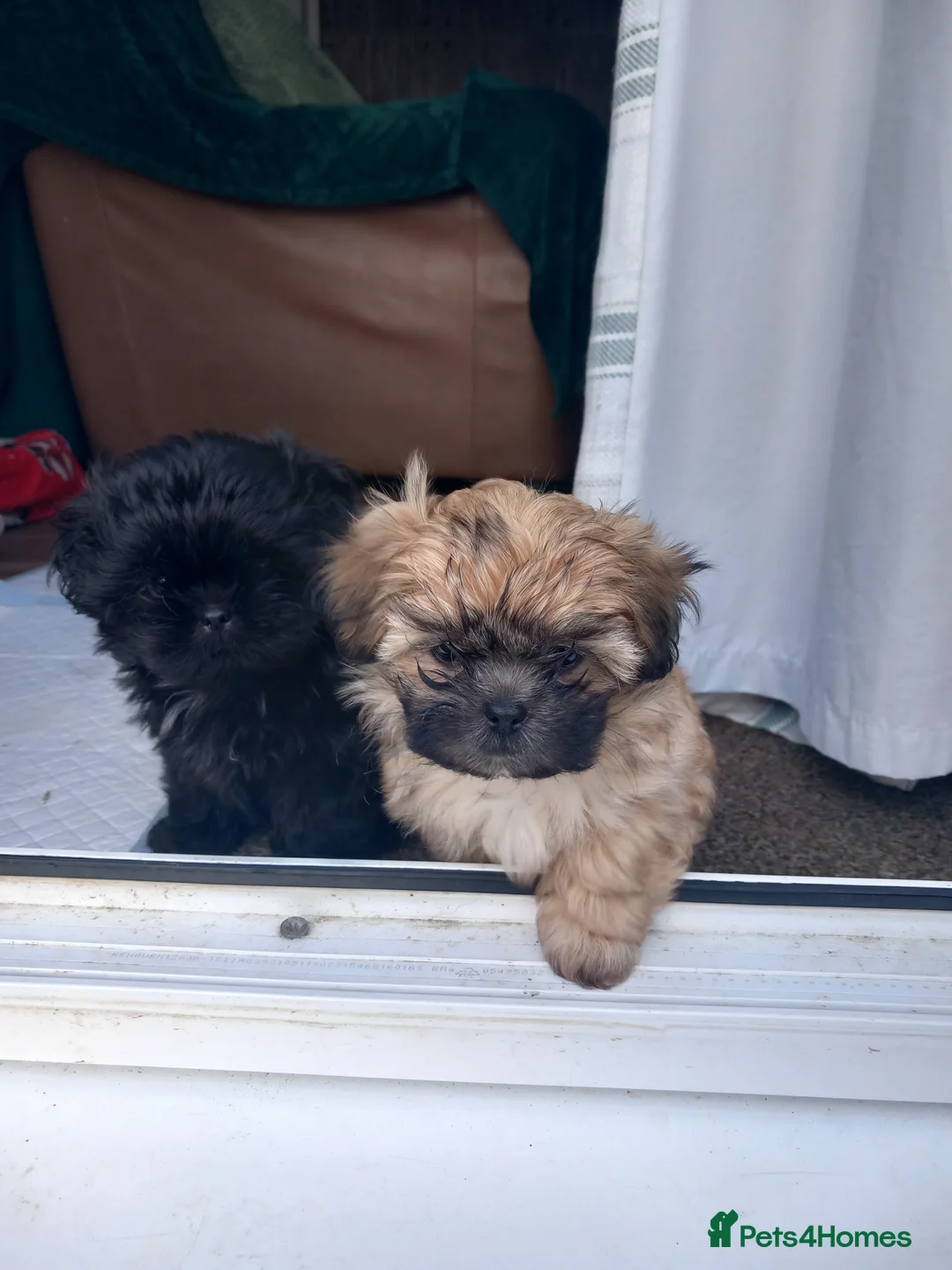 Malshi dogs for sale: Miss  in Croydon - Advert 2