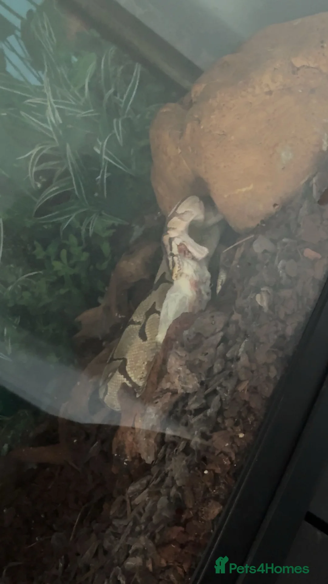 Python Snake reptiles for sale: Male Royal Python - Advert 3
