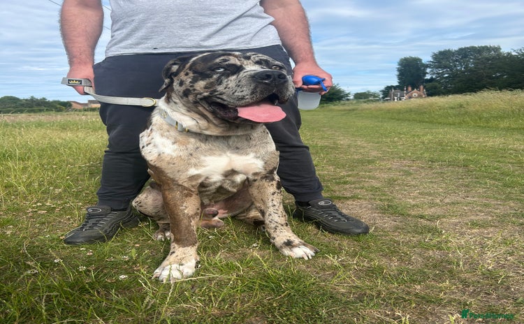 Mastiff dogs - Advert 1