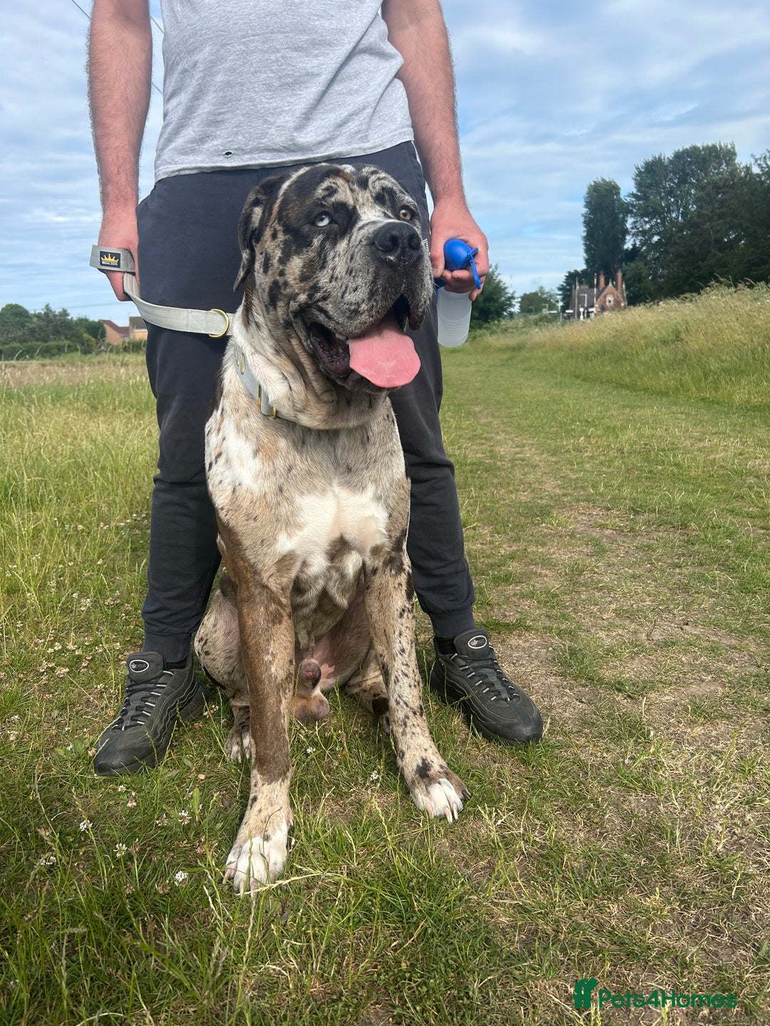 Mastiff dogs for sale: Merle mastiff  - Image 1