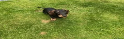 Dachshund dogs for sale: Standard Wirehaired Dachshund Puppy - Advert 8