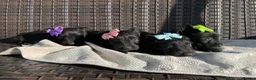 Scottish Terrier dogs for sale: Scottish Terrier Puppies  - Advert 2