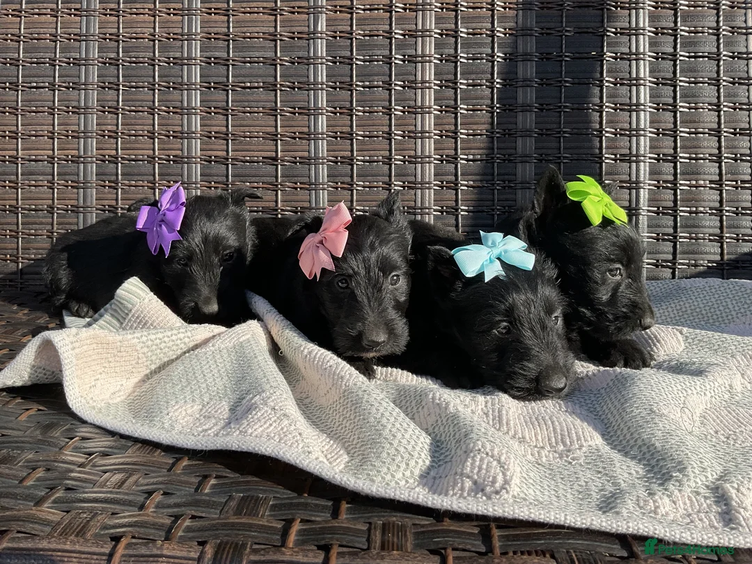 Scottish Terrier dogs for sale: Scottish Terrier Puppies  - Advert 2