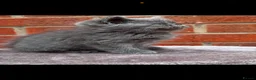 Exotic cats for sale: Exotic kittens  - Advert 25