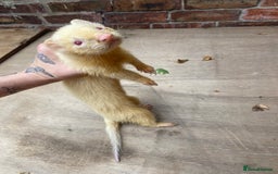 Ferret rodents for sale: Male ferrets  - Image 1