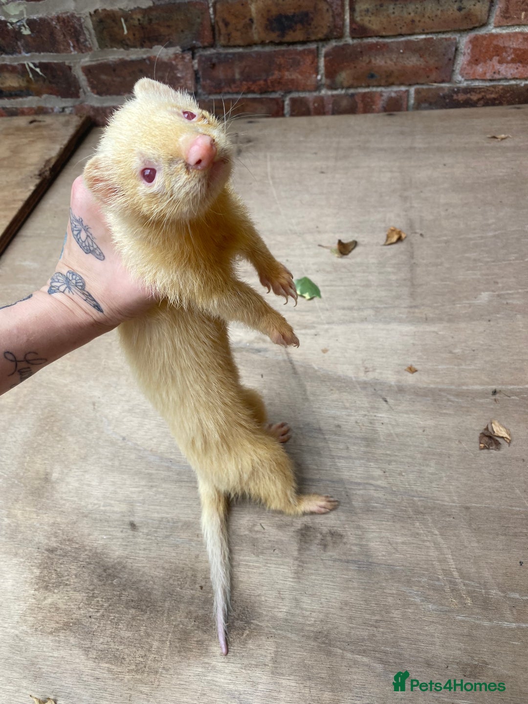 Ferret rodents for sale: Male ferrets  - Image 1