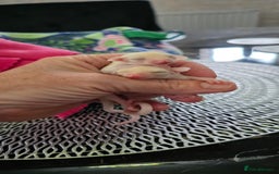Sugar Glider rodents for sale: Beautiful twin Leucistic Sugar gliders - Image 5