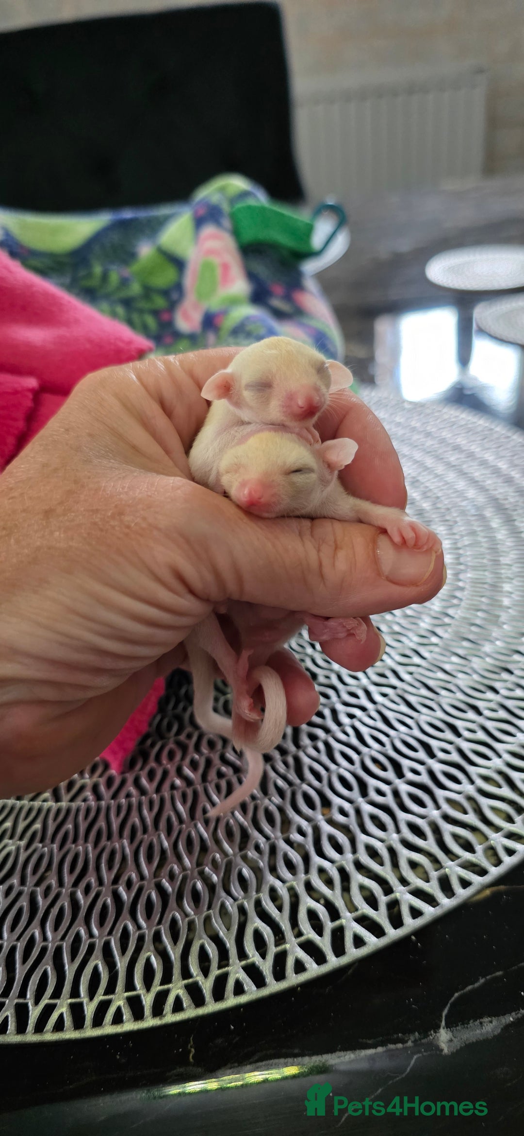 Sugar Glider rodents for sale: Beautiful twin Leucistic Sugar gliders - Image 5