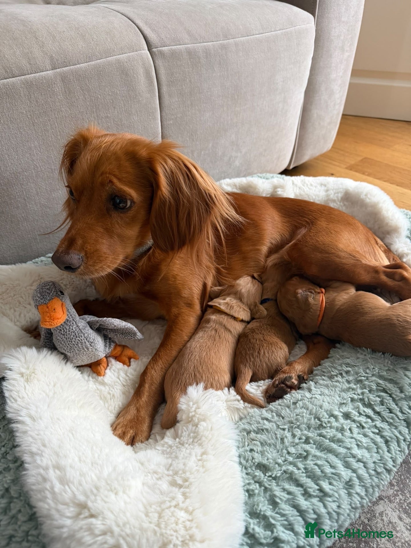 Cocker Spaniel dogs Beautiful Cocker Spaniel Puppies_Girls & One Boy - Advert 6