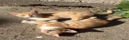 Mixed Breed cats for sale: Two boy ginger kittens  - Advert 4