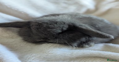 Mini Lop rabbits Mini lop  - Advert 3