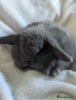 Mini Lop rabbits Mini lop - Advert 3