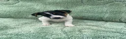 Jack Russell dogs for sale: Miniature Jack Russell puppies - Advert 13