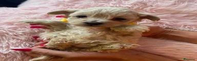 Mixed Breed 3