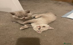British Shorthair cats for sale: British Shorthair Kittens - Ready in 3 Weeks! - Image 7