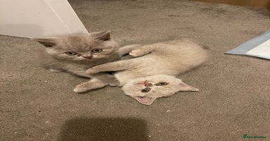 British Shorthair cats - Advert 12