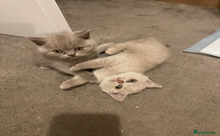 British Shorthair cats - Advert 3