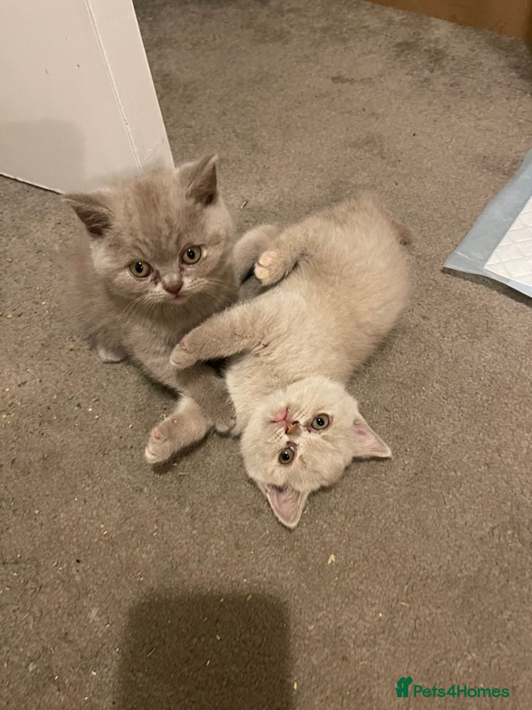 British Shorthair cats for sale: British Shorthair Kittens - Ready in 3 Weeks! - Image 7