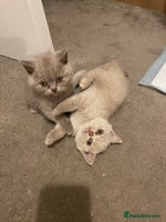 British Shorthair cats - Advert 12