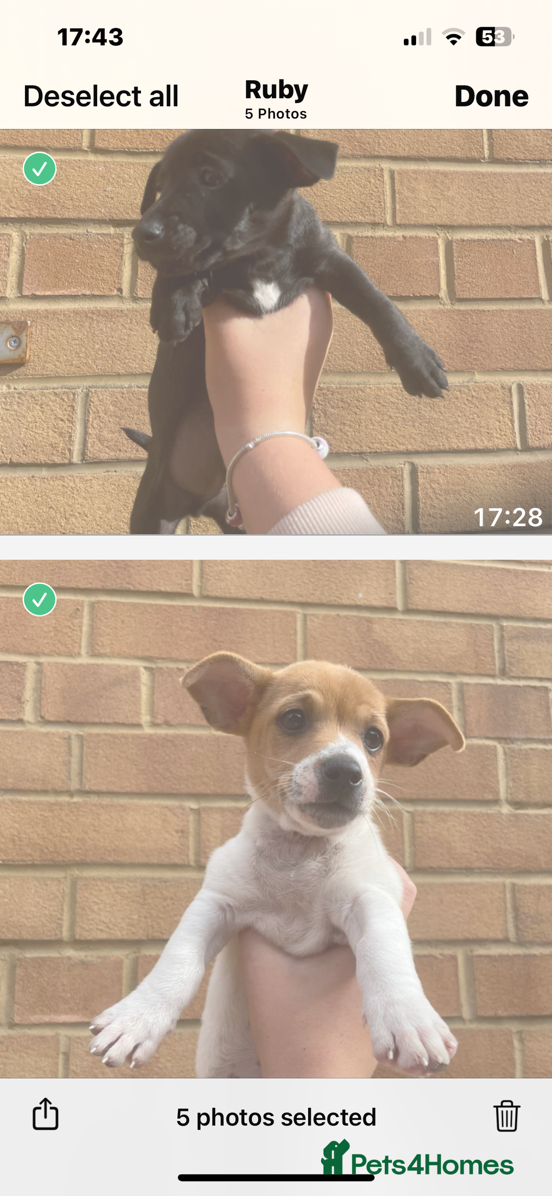 Jack Russell dogs for sale: Jack russsell puppy’s for sale small type - Image 18