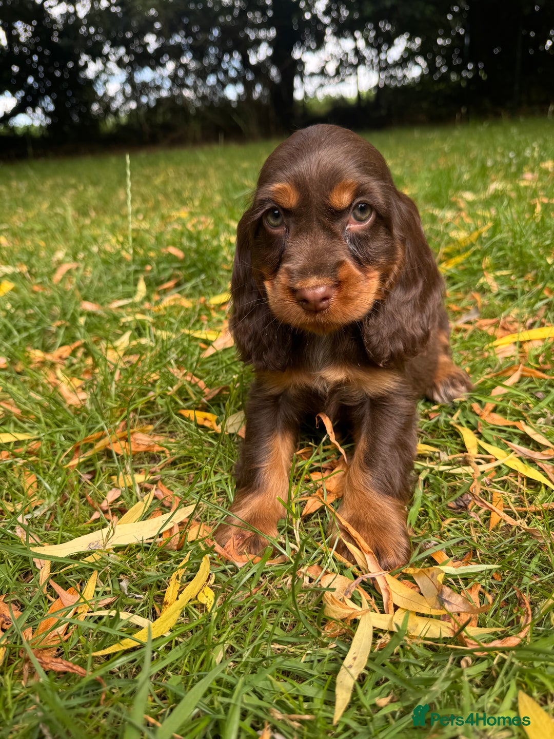 Cocker Spaniel dogs for sale: TRUE SHOWTYPE COCKERSSPANIELS HEALTHTESTED PARENTS - Image 3