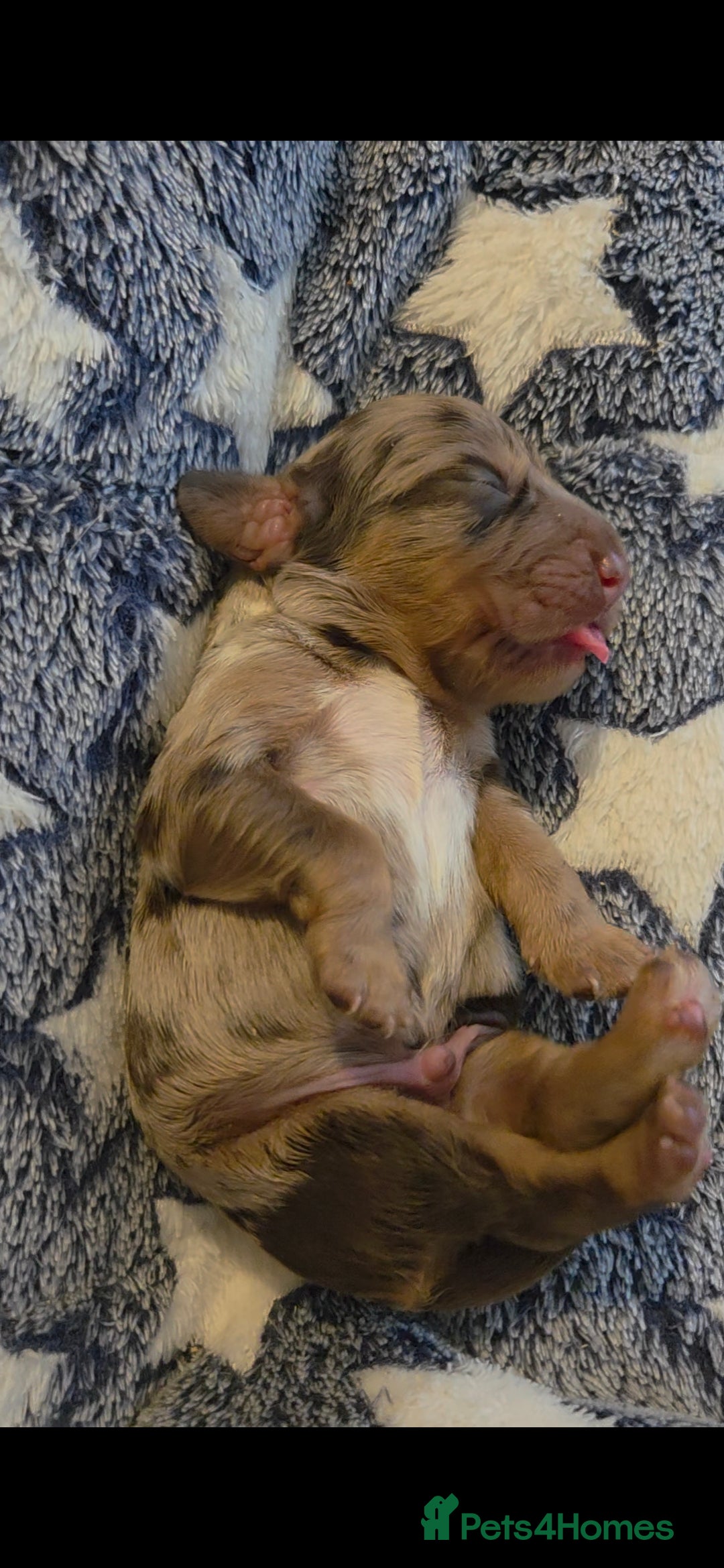 Cocker Spaniel dogs 7 Absolutely Stunning Cocker Spaniel Puppies.  - Advert 2