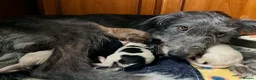 Lurcher dogs for sale: Lurcher Puppies for Sale - Advert 2