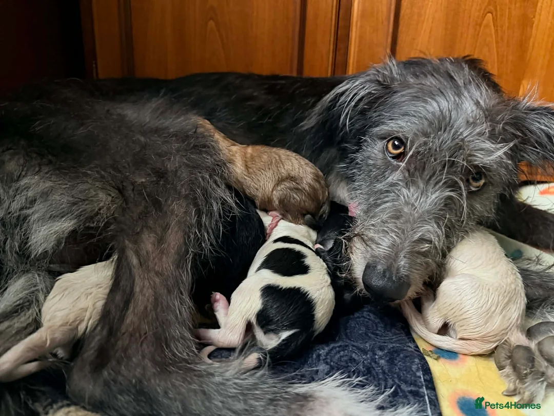 Lurcher dogs for sale: Lurcher Puppies for Sale - Advert 2
