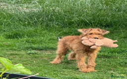 Irish Terrier dogs for sale: Beautiful Irish Terrier Pup for sale (9months old) - Image 1