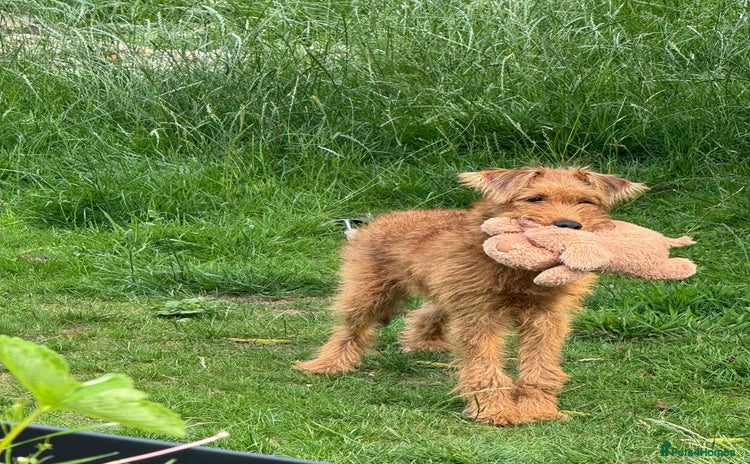 Irish Terrier dogs - Advert 1