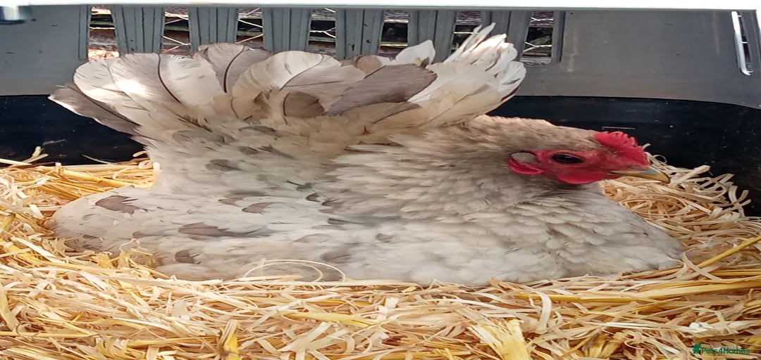 Gallery Image {{count}}