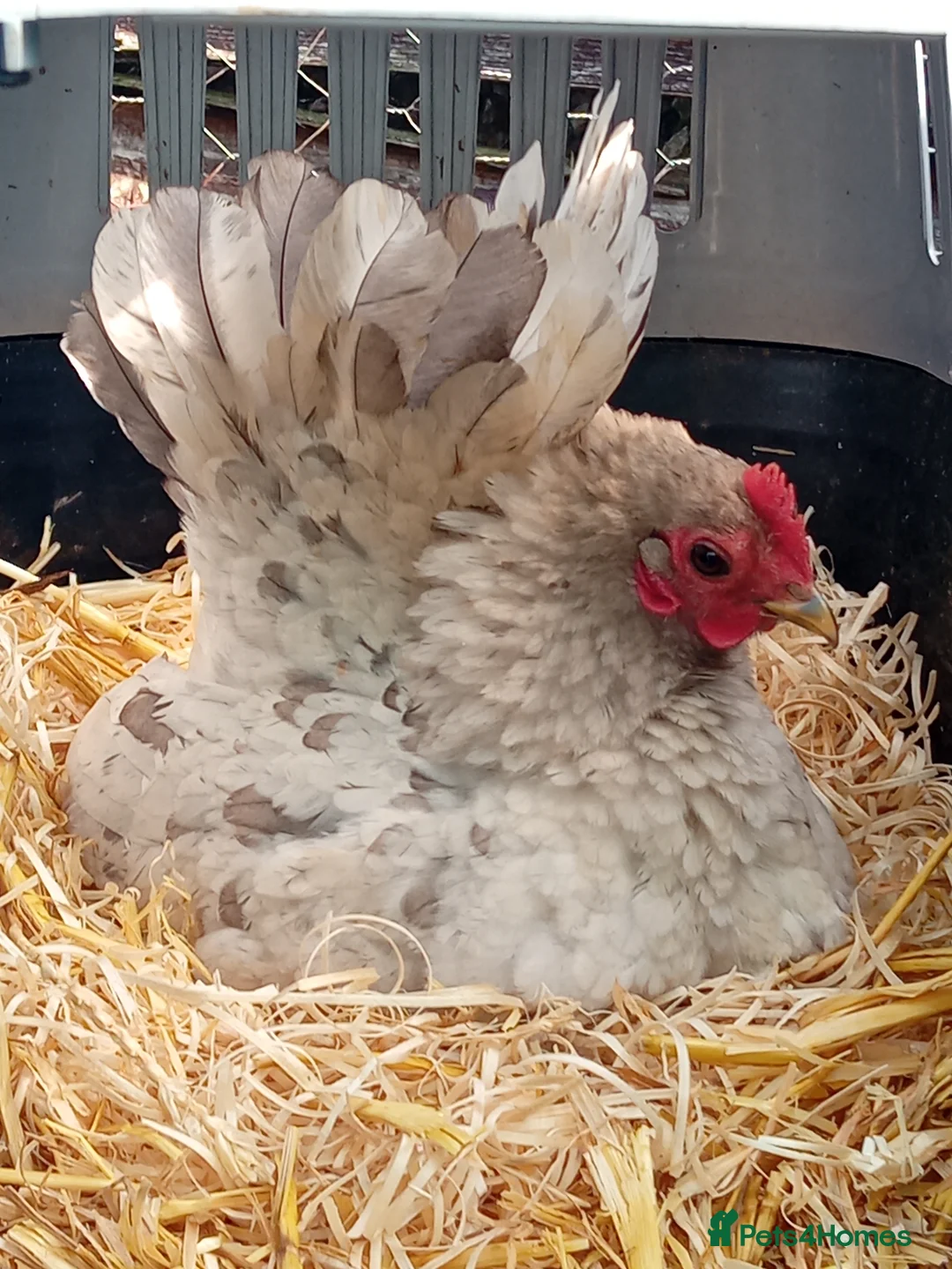 Gallery Image {{count}}