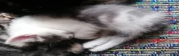 Mixed Breed cats for sale: Adorable kittens  - 8 weeks old - various colours in Chertsey - Advert 34