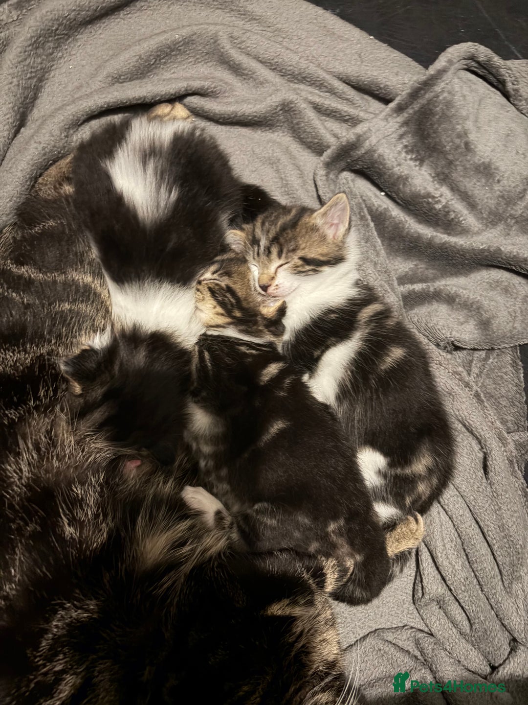 Ragdoll cats for sale: Kitten for sale  - Advert 2