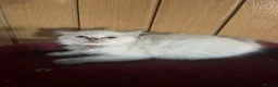 Ragdoll cats for sale: Gorgeous Tica ragdoll kittens  - Advert 8