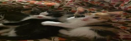 Domestic Shorthair cats for sale: domestic shorthairs!! - Advert 5